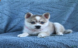 Alaskan Klee Kai dogs for sale: Cinderella - Image 1