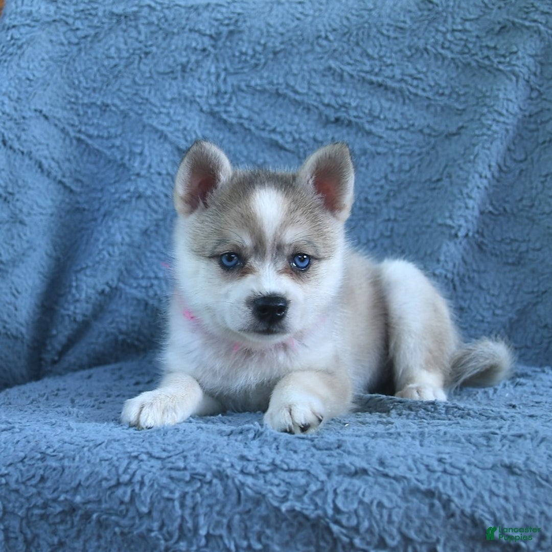 Alaskan Klee Kai dogs for sale: Cinderella - Image 1