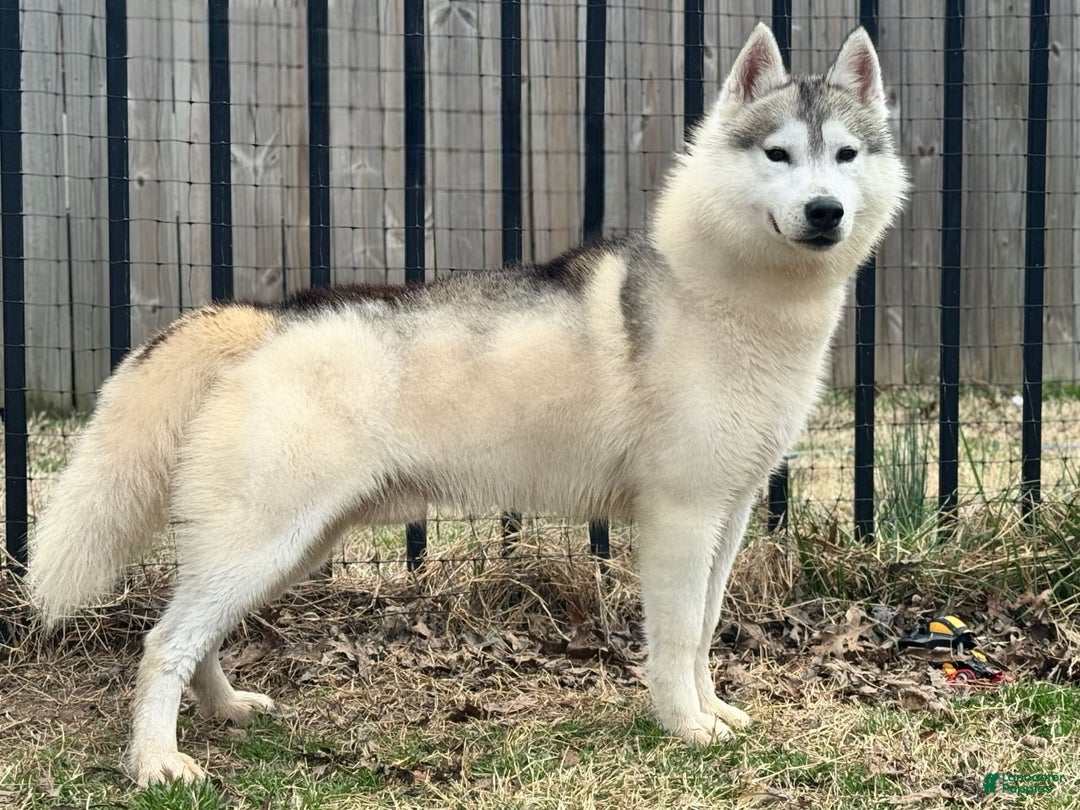 Siberian Husky dogs for sale: Bayne - Image 2