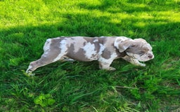 English Bulldog dogs for sale: Pebbles - Image 17