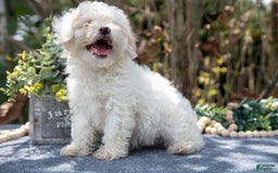 Cavapoo dogs for sale: Sarah - Image 1