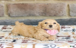Miniature Dachshund dogs for sale: Willow - Image 3