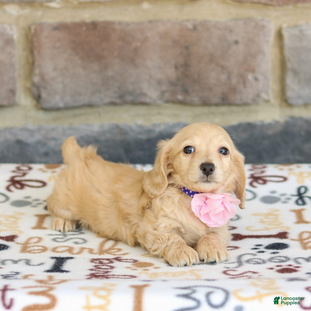 Miniature Dachshund dogs for sale: Willow - Image 3