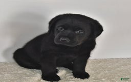 Labrador Retriever dogs for sale: Chloe - Image 3