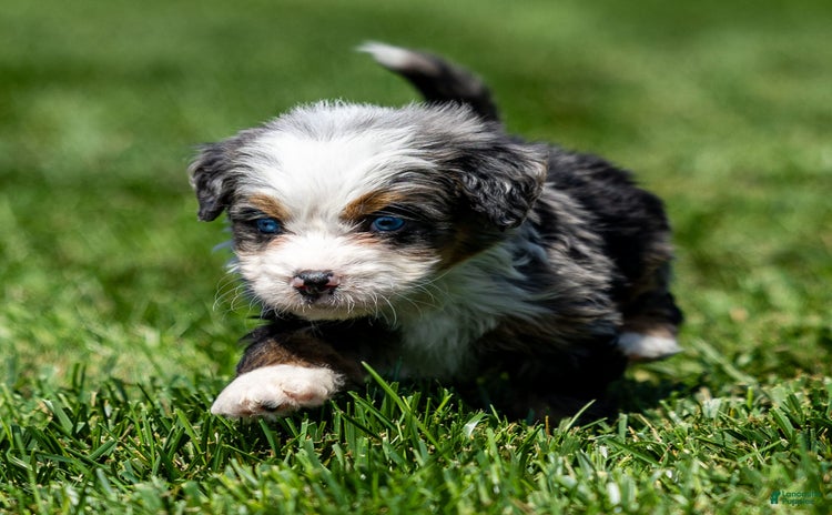 Mini Bernedoodle dogs for sale - Ad 3
