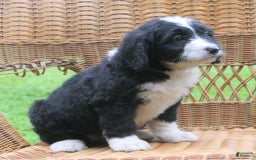 Mini Bernedoodle dogs for sale: Sally - Image 13