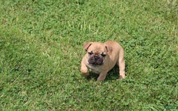 French Bulldog dogs for sale: Sheila - Image 3