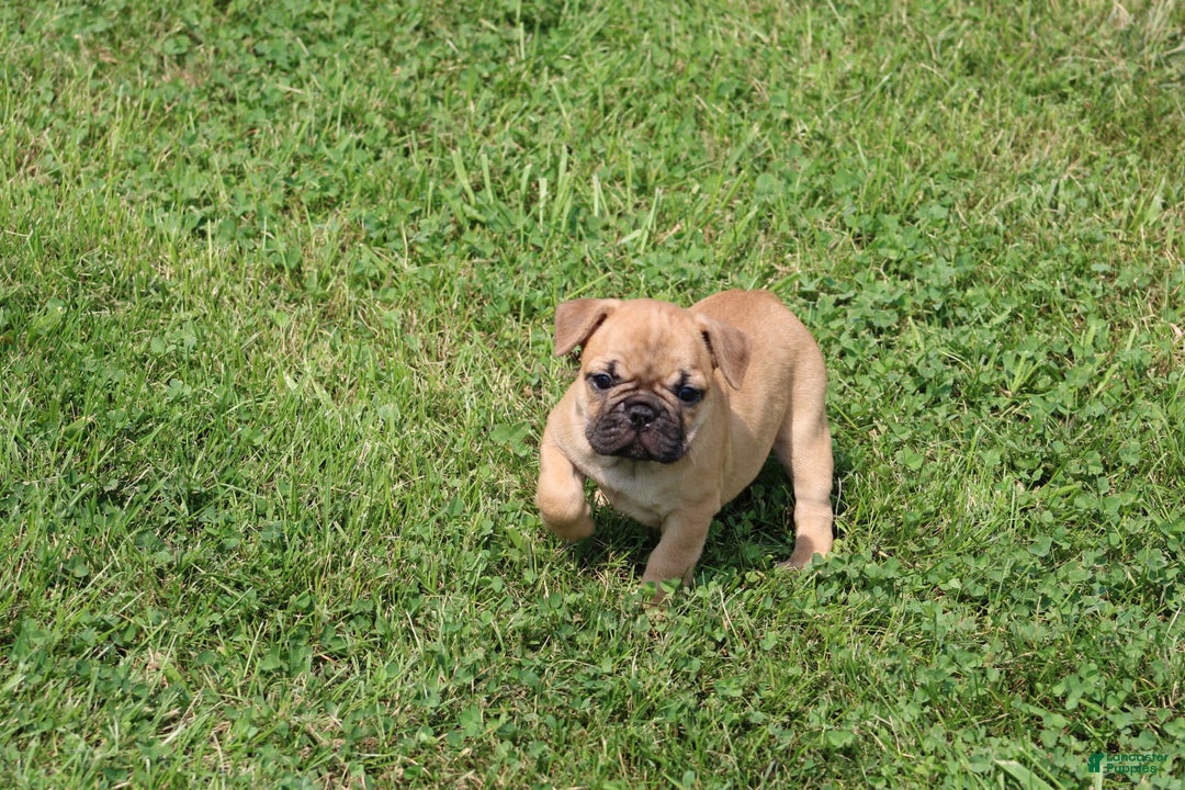 French Bulldog dogs for sale: Sheila - Image 3