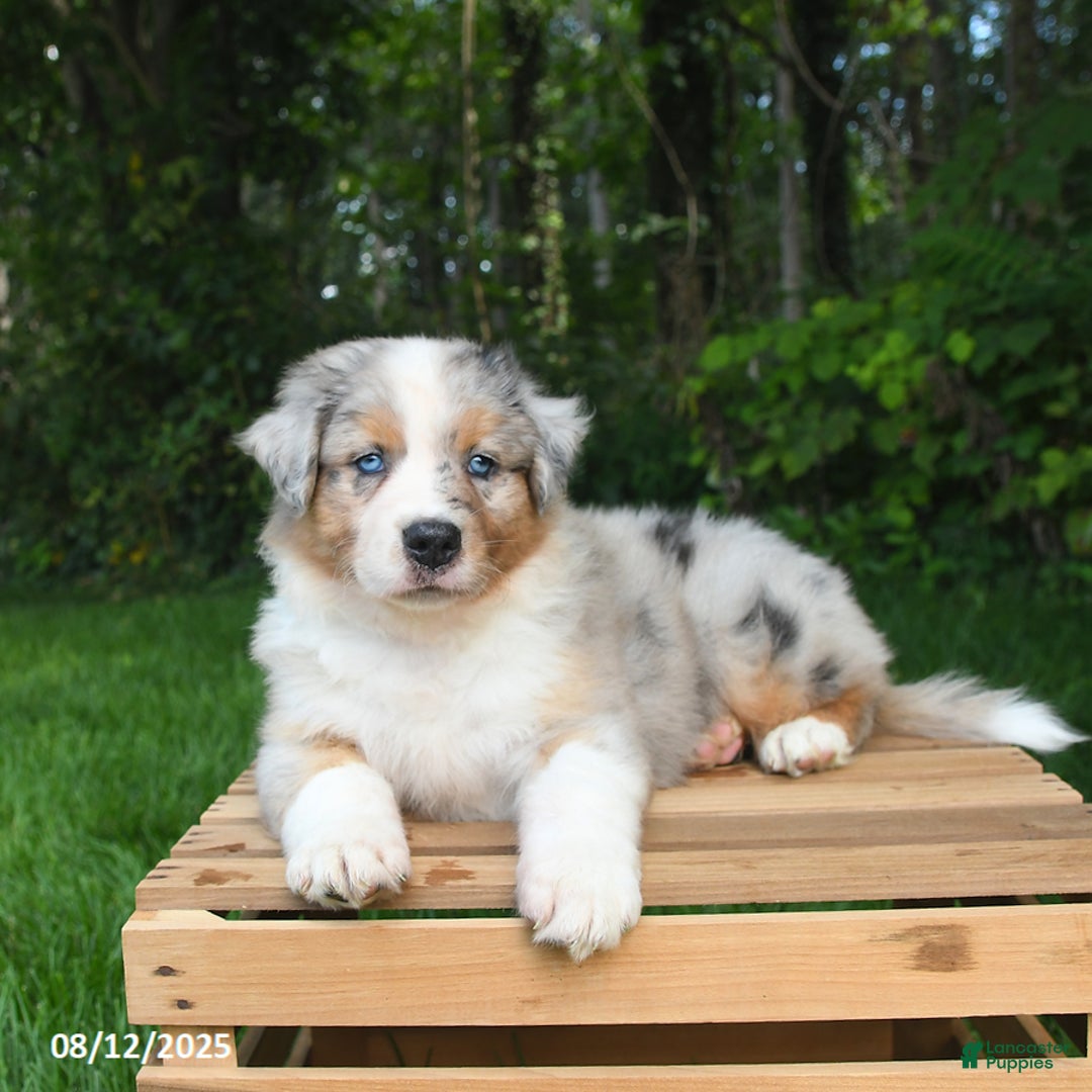 Australian Shepherd dogs for sale: Jasper - Image 5