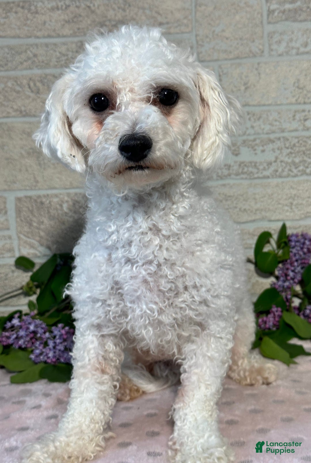 Bichpoo dogs for sale: Lizzy - Image 7