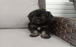 Havapoo dogs for sale: Jenny - Image 2