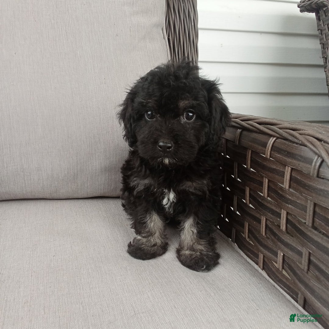 Havapoo dogs for sale: Jenny - Image 2