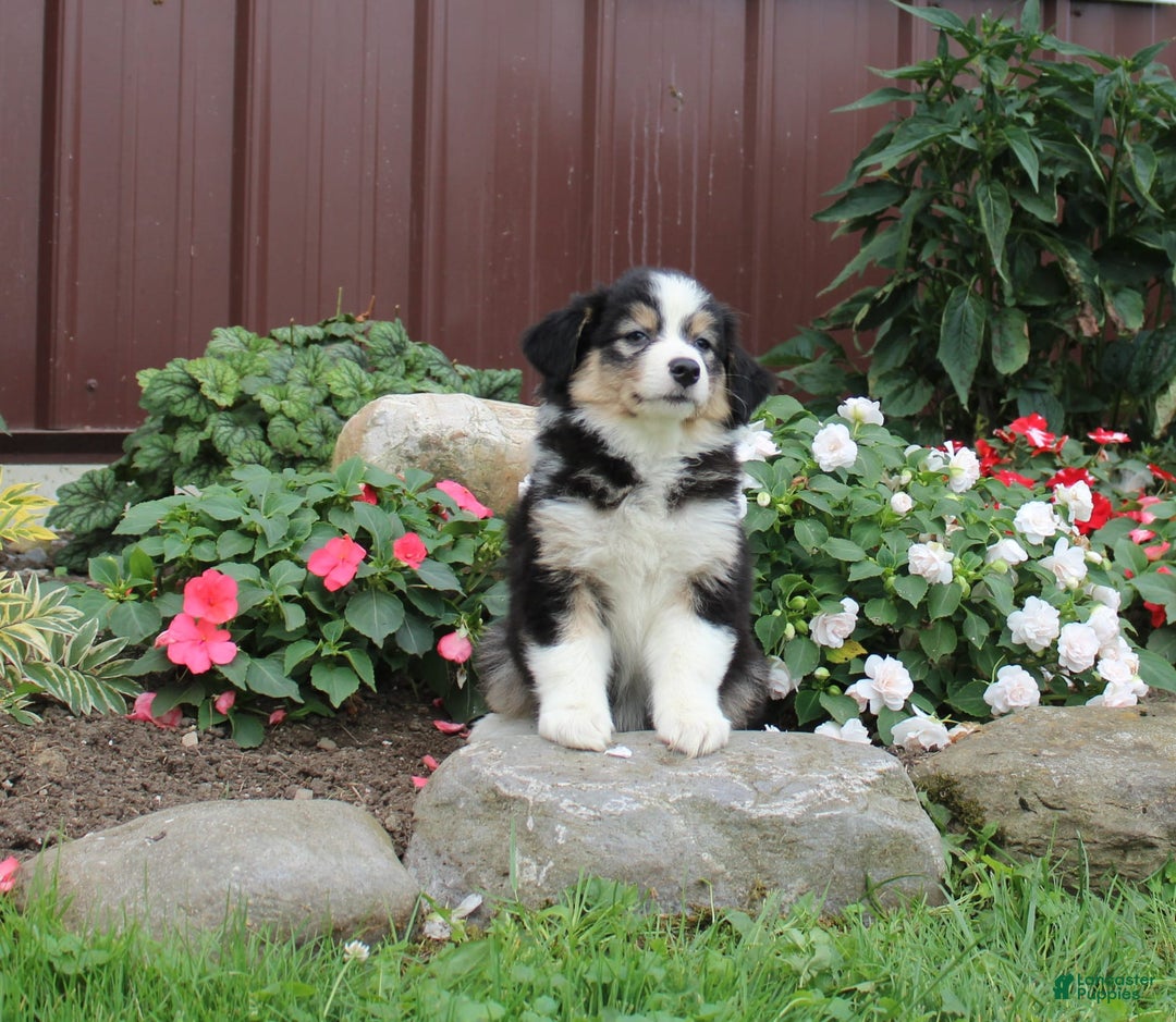 Australian Shepherd dogs for sale: Australian Shepherd 9 puppies - Image 1