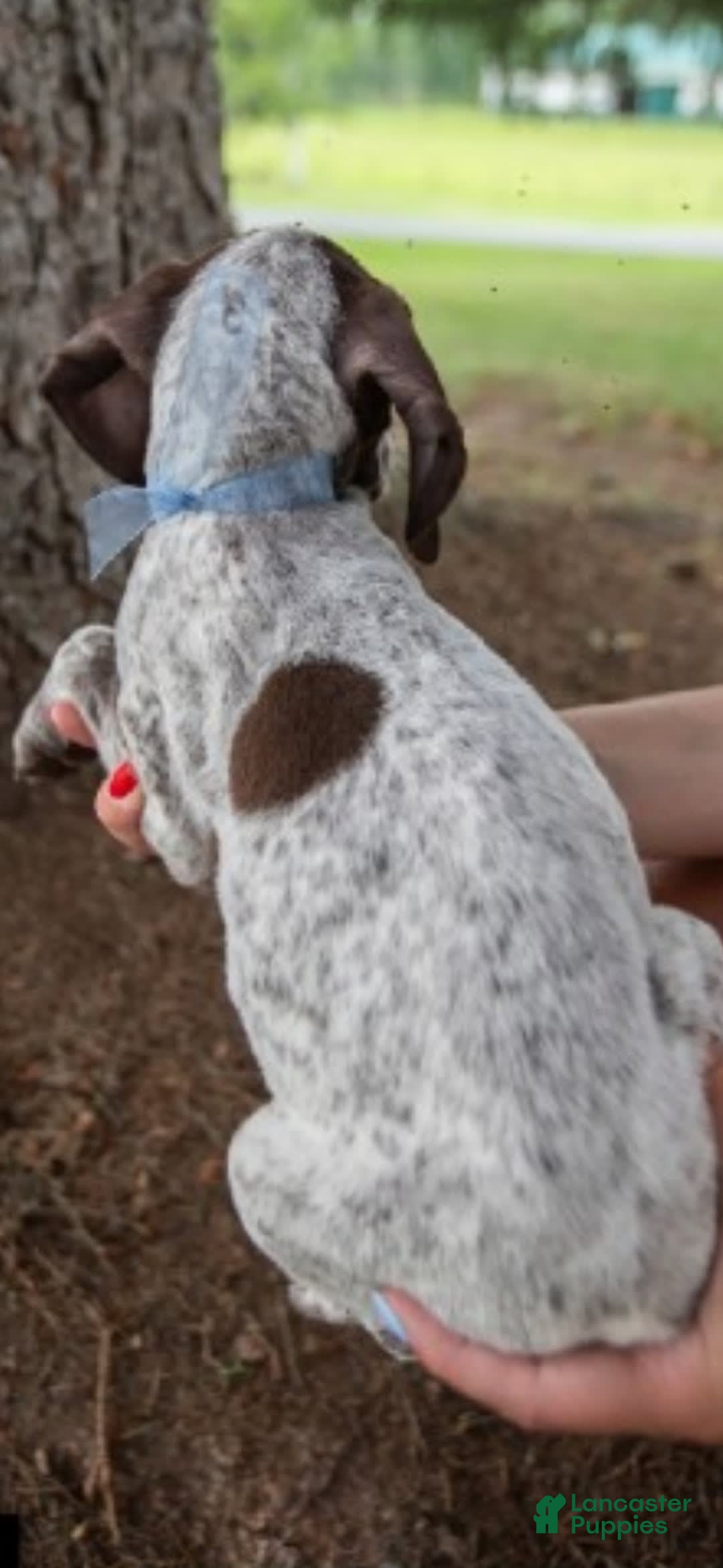 German Shorthaired Pointer dogs for sale: Bow - Image 2