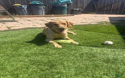Labrador Retriever dogs for sale: Rapunzal - Image 14