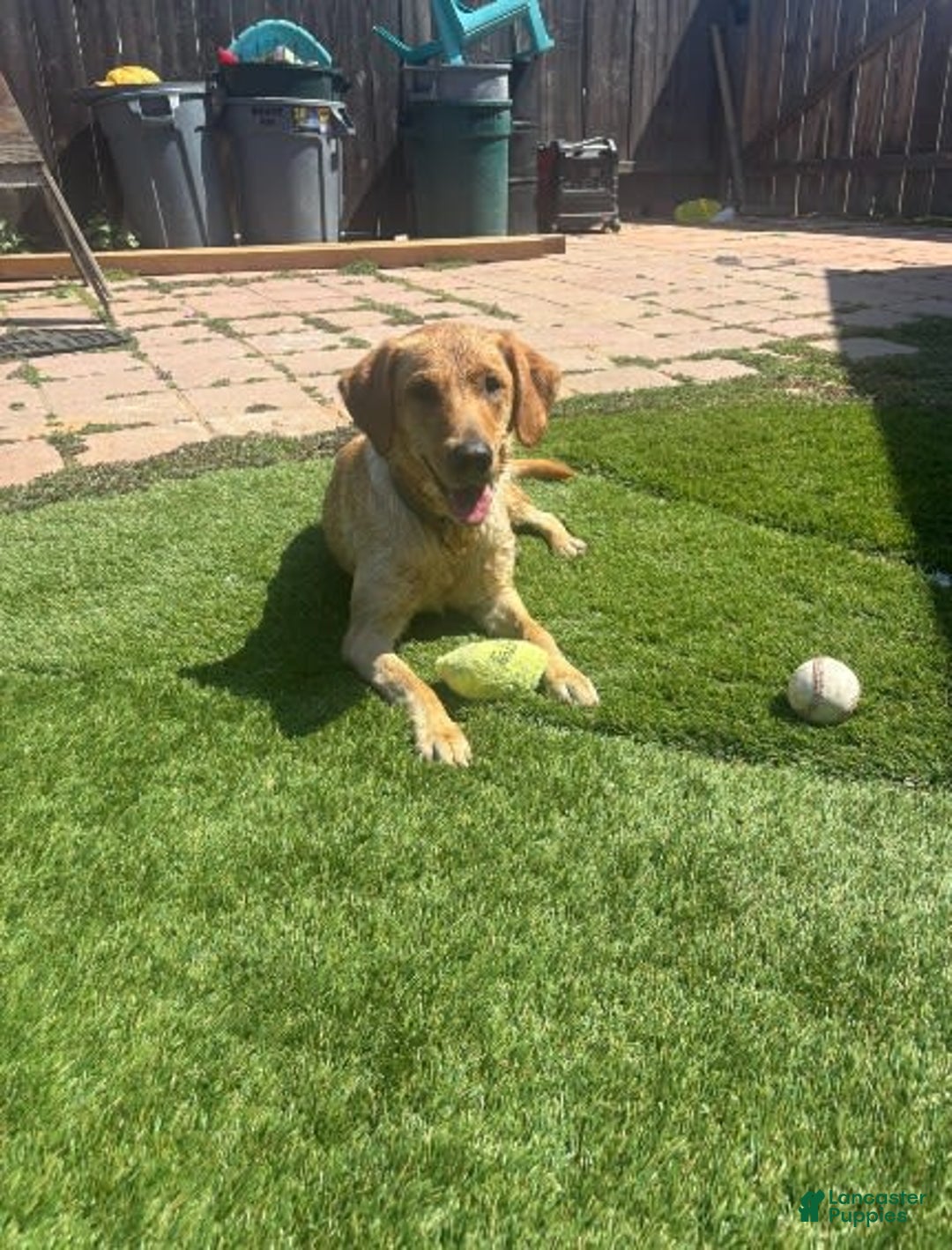 Labrador Retriever dogs for sale: Rapunzal - Image 14