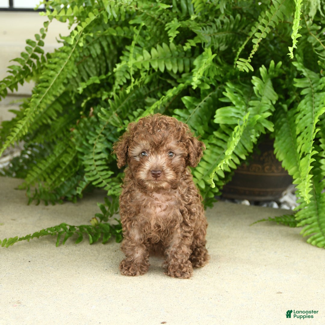 Toy Poodle dogs for sale: Ivy - Image 3
