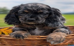 Cocker Spaniel dogs for sale: Flame - Image 3