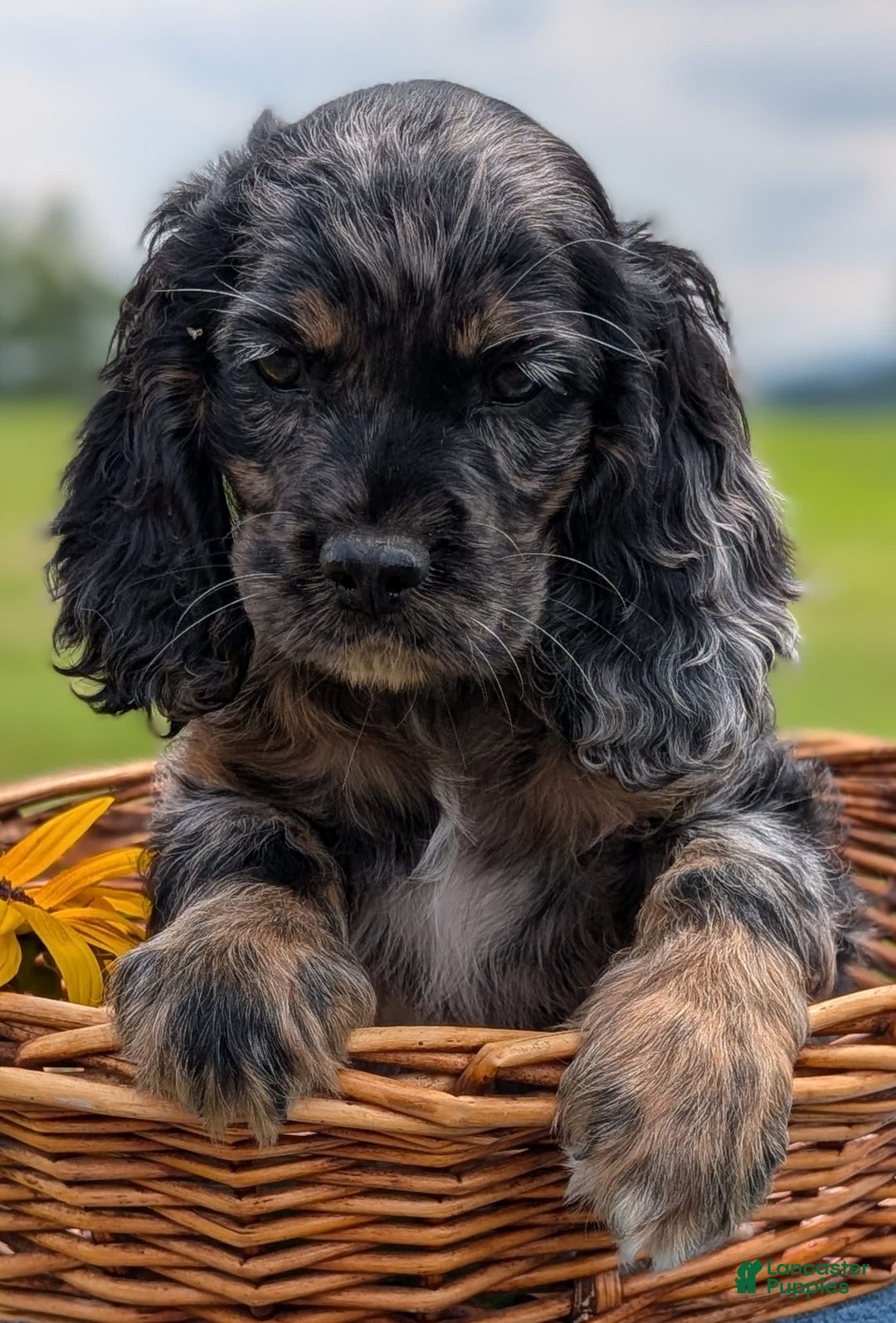 Cocker Spaniel dogs for sale: Flame - Image 3