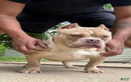 American Bully dogs for sale: Benji - Image 3