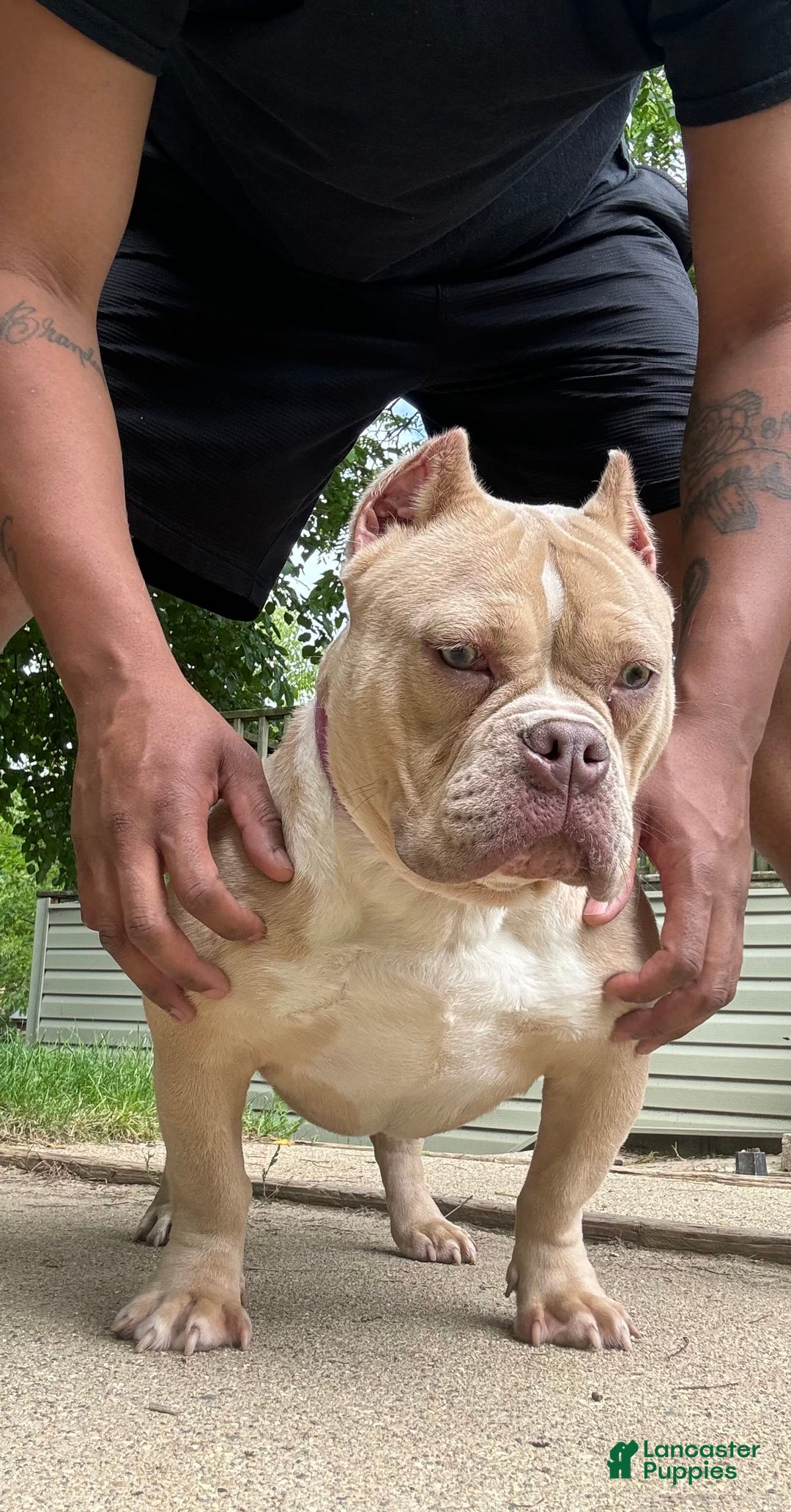 American Bully dogs for sale: Benji - Image 3