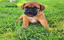 Bullmastiff dogs for sale: Nova - Image 1