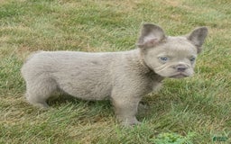 French Bulldog dogs for sale: Rusty - Image 1