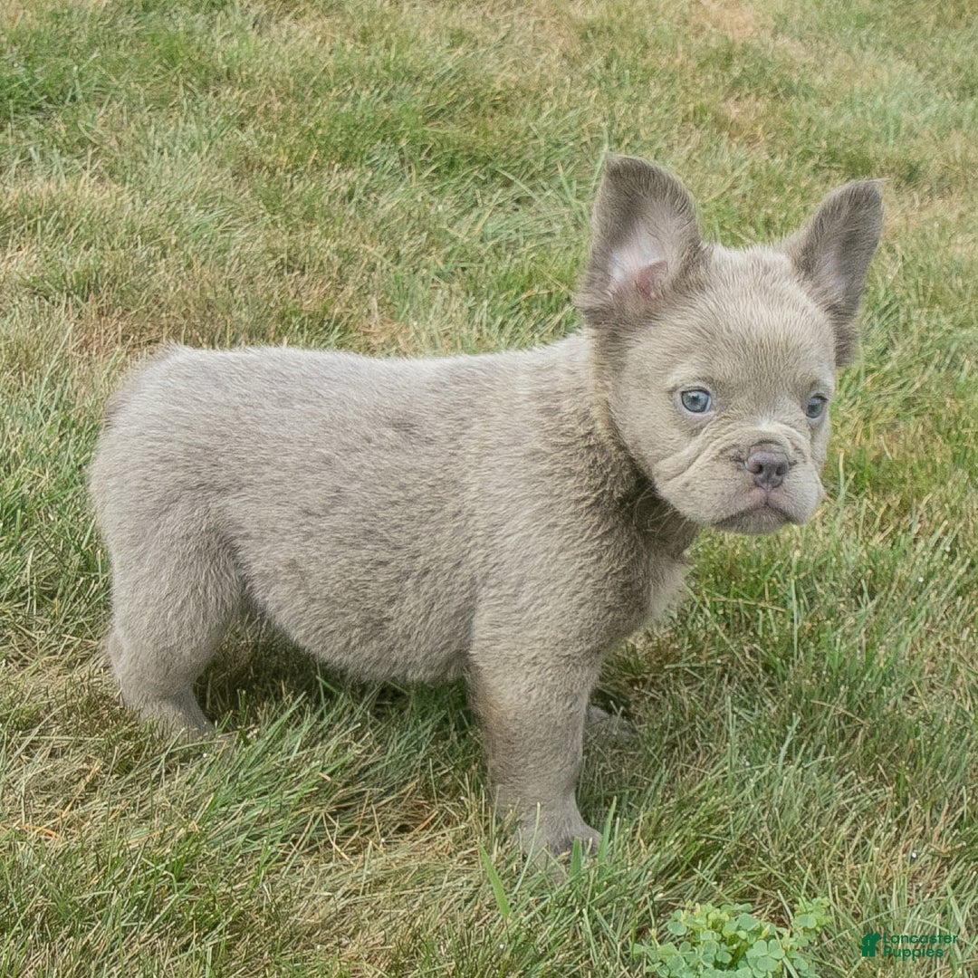 French Bulldog dogs for sale: Rusty - Image 1