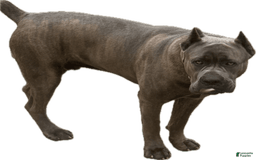Cane Corso dogs for sale: Puppy3 - Image 3