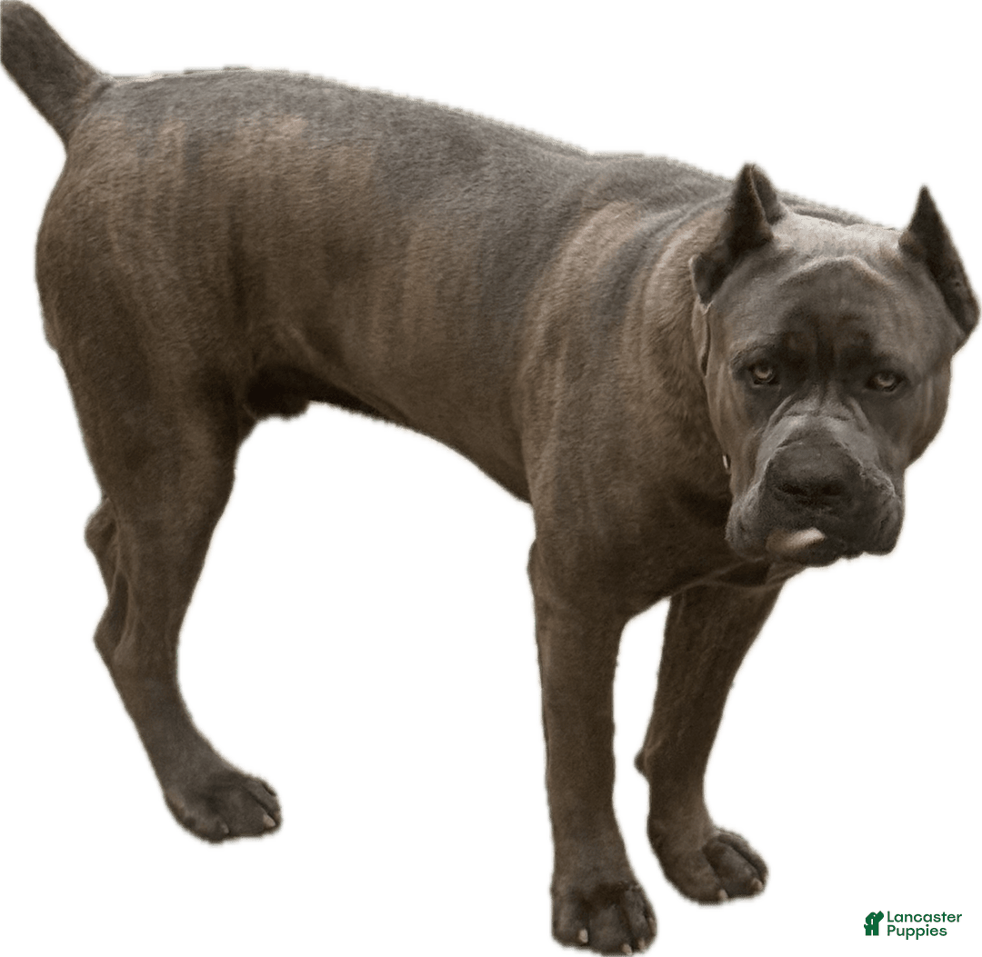 Cane Corso dogs for sale: Puppy3 - Image 3