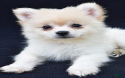 Pomeranian dogs for sale: Duke - Image 7