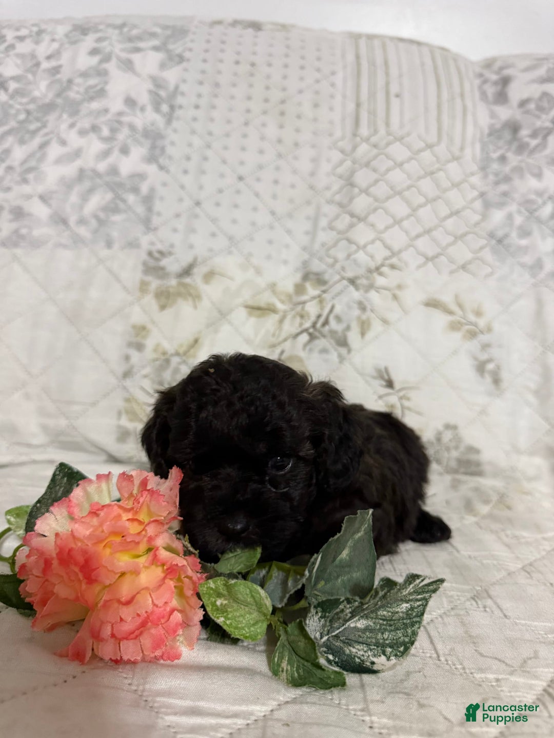 Shihpoo dogs for sale: Leo - Image 5