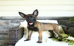 Belgian Malinois dogs for sale: Aspen - Image 2