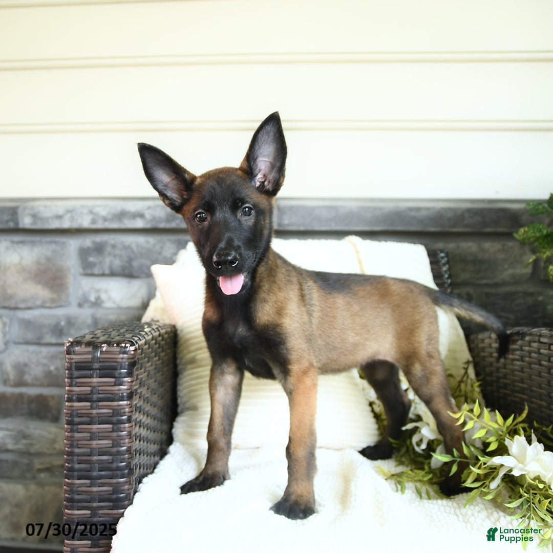 Belgian Malinois dogs for sale: Aspen - Image 2