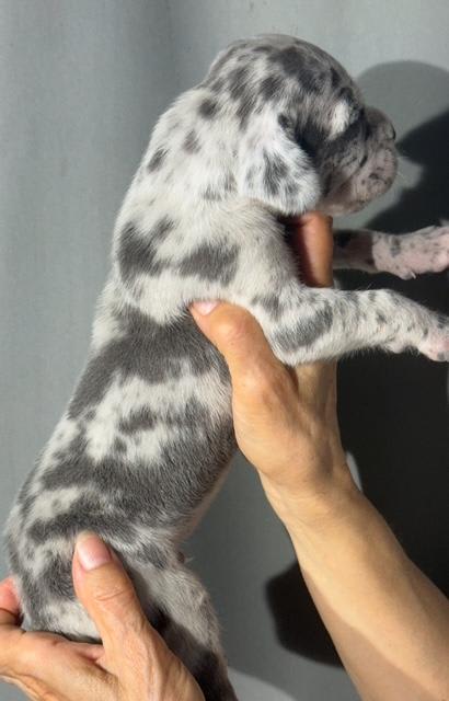 Great Dane dogs for sale: Lenny - Blue Merle - Image 3