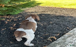 German Shorthaired Pointer dogs for sale: Kyler - Image 2