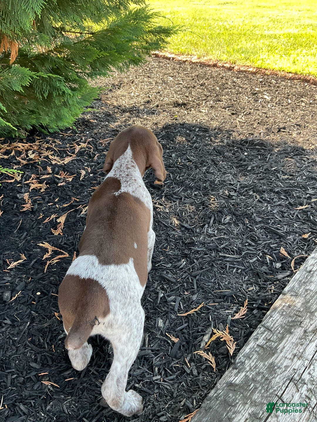 German Shorthaired Pointer dogs for sale: Kyler - Image 2