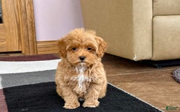 Maltipoo dogs for sale: Tanner - Image 6