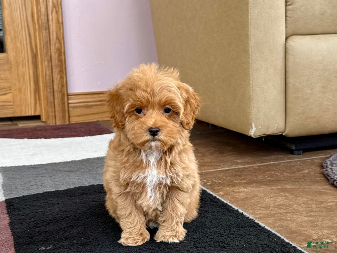 Maltipoo dogs for sale: Tanner - Image 6