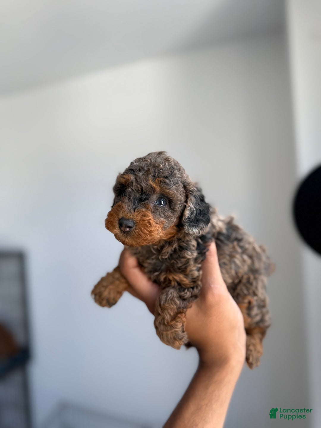 Toy Poodle dogs for sale: Lilly Teacup 5lbs - Image 1