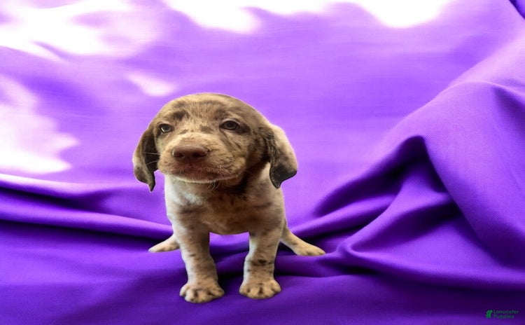 Labradoodle dogs for sale - Ad 4