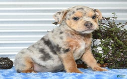 Beabull dogs for sale: Keith - Image 3