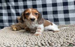 Miniature Dachshund dogs for sale: Kurt - Image 2