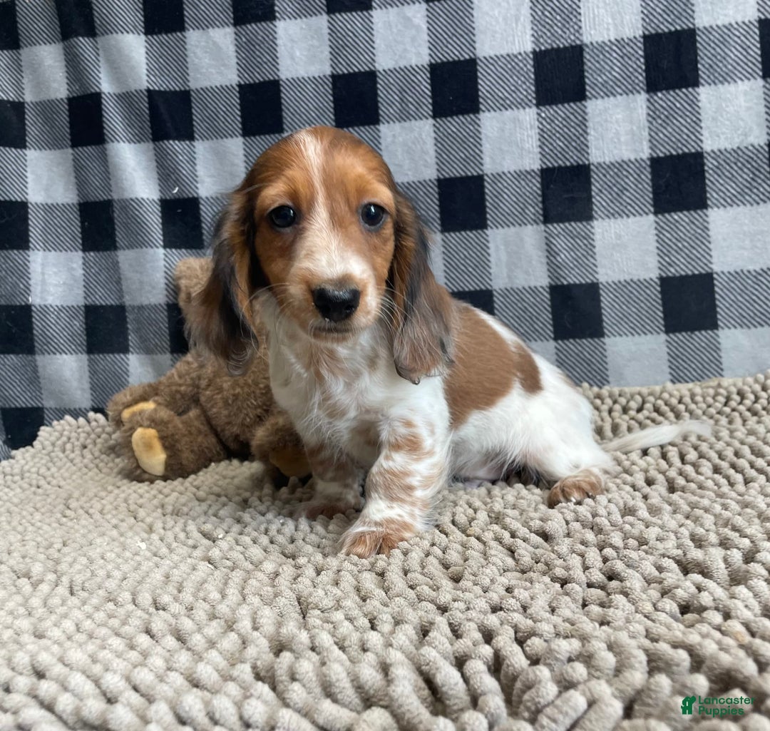 Miniature Dachshund dogs for sale: Kurt - Image 2