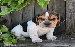 Beabull dogs for sale: Douglas - Image 3