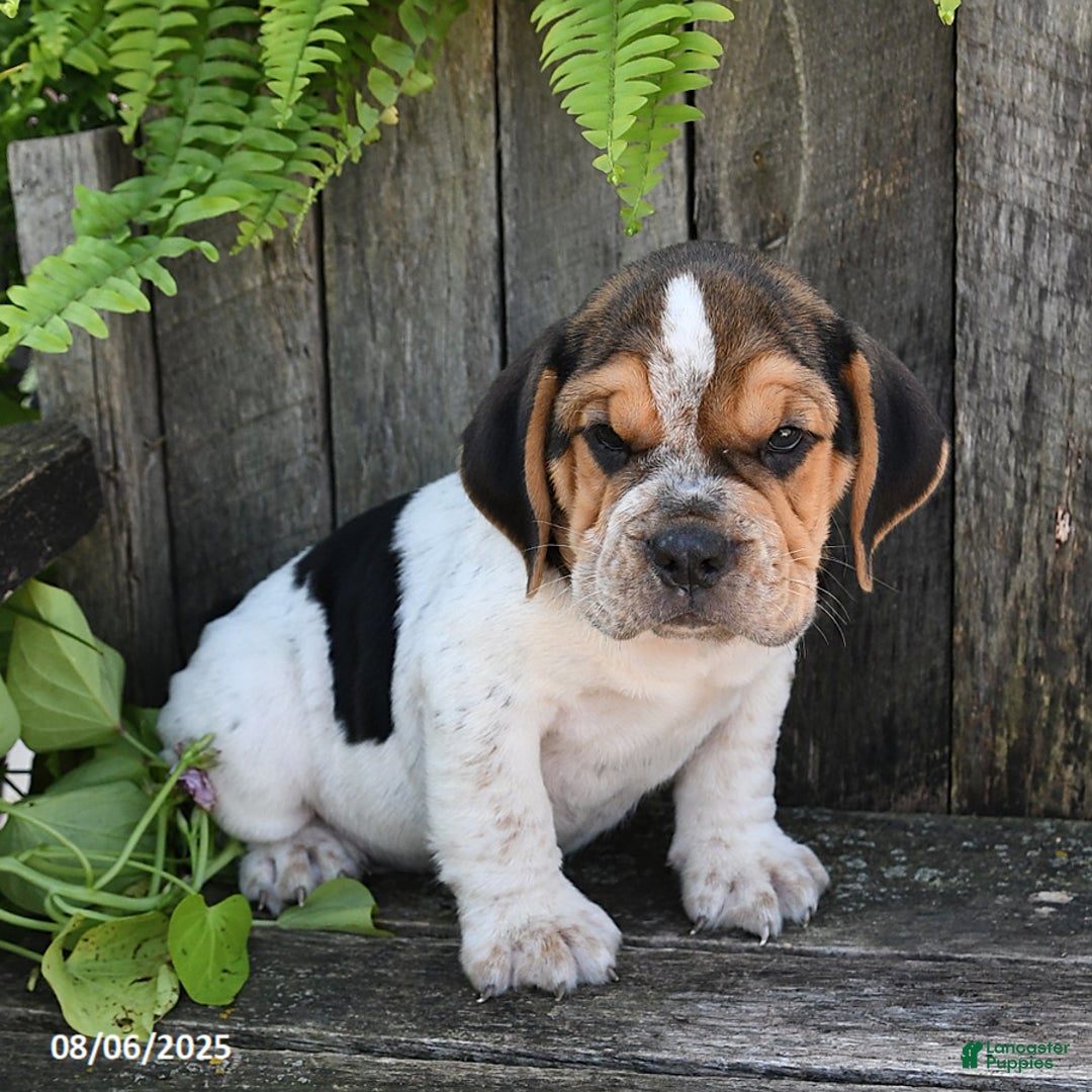 Beabull dogs for sale: Douglas - Image 3