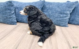 Mini Bernedoodle dogs for sale: Hazel - Image 3
