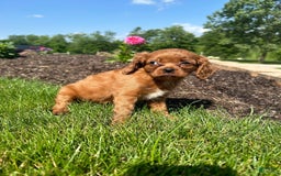Cavapoo dogs for sale: Laker - Image 2