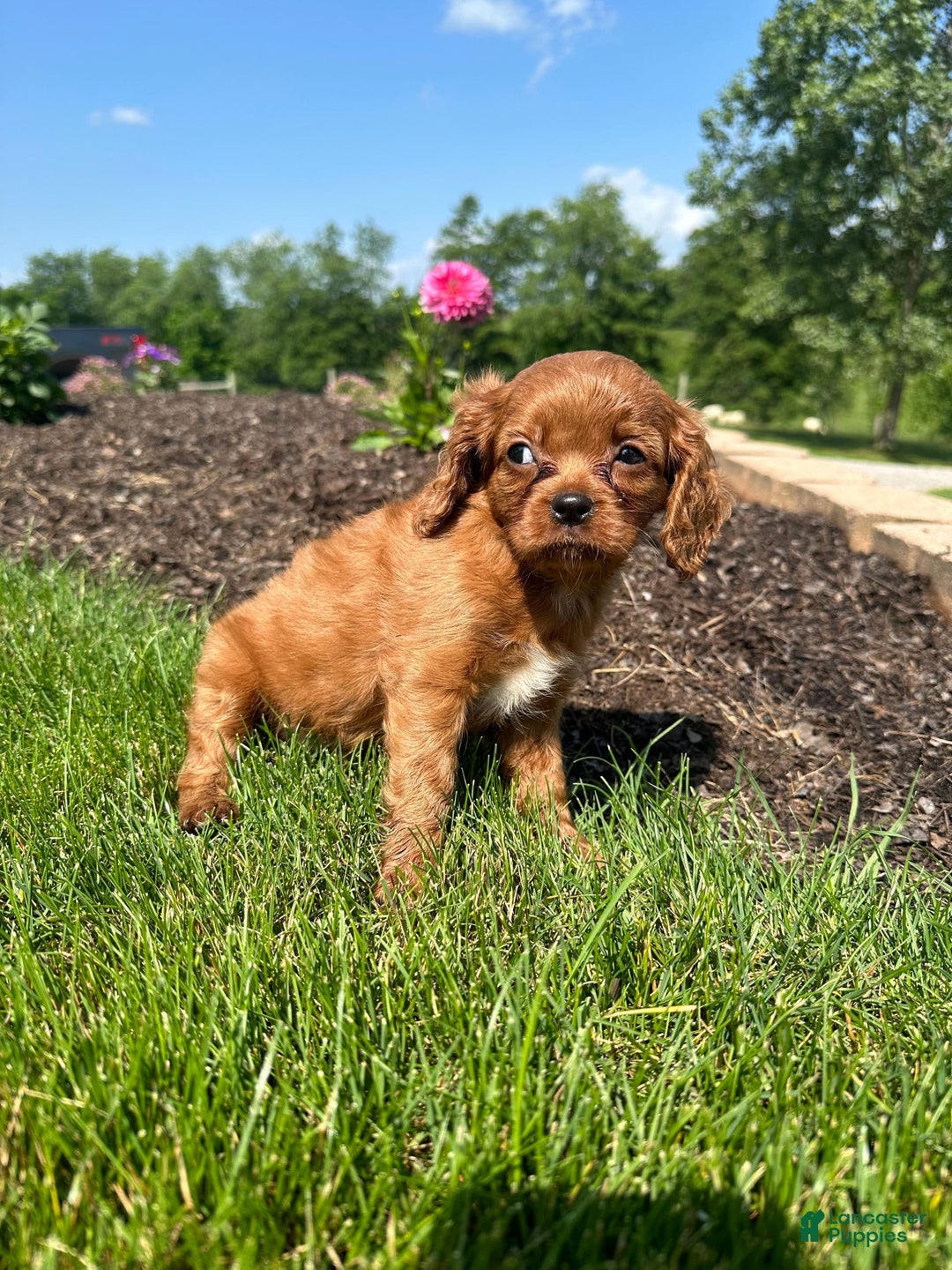 Cavapoo dogs for sale: Laker - Image 2