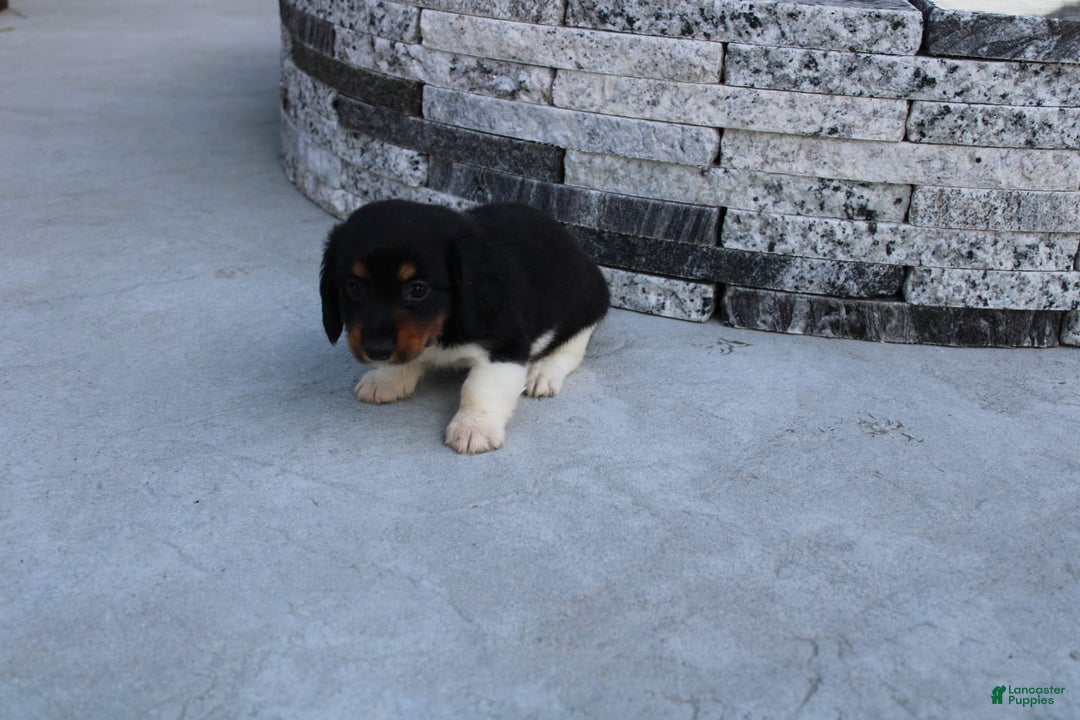 Miniature Dachshund dogs for sale: Casey - Image 15